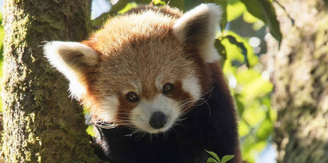 21:00: Der kleine Panda - Verborgen im Himalaya | HR Fernsehen | 12/5 2025