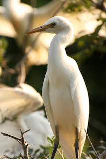 14:30: Wild Hawaii: Secretos de las profundidades | Nat Geo Wild | 4/3 2026