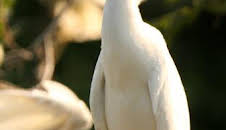 Wild Hawaii: Secretos de las profundidades