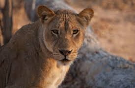 Predators Up Close with Joel Lambert: Episode 1