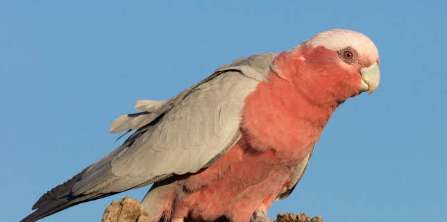 11:50: Abenteuer Wildnis | BR Fernsehen | 1/26 2026