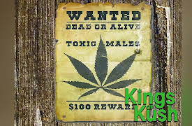 Kings of Kush: We're Growing The Wrong Weed