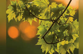 The National Geographic Guide to Landscape and Wildlife Photography: Seeing the Way the Camera Sees