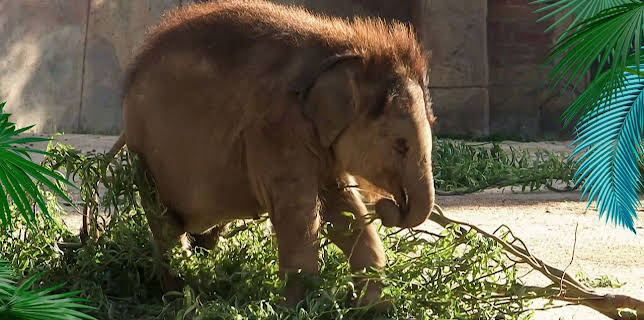 14:25: Elefant, Tiger & Co. | MDR Fernsehen | 11/3 2025