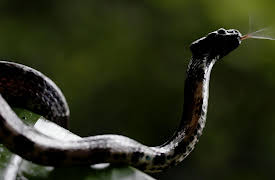 Paradise Preserved: Ecuador - Hope for the Cloud Forests