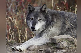 Yellowstone Journals: Fall