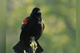 Nature's Strangest Mysteries: Solved Season 1: Aflocalypse Now