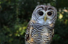 Race of Life: The Early Bird