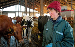 Die Nordreportage: Wenn Kühe Hilfe brauchen