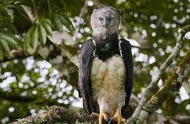 The Hunt: Hide and Seek