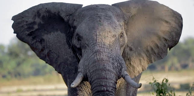 10:30: Afrika von oben | Arte | 1/20 2026