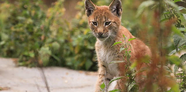 16:15: Grandes Documentales Depredadores De Los Carpatos | LA 2 | 11/9 2025