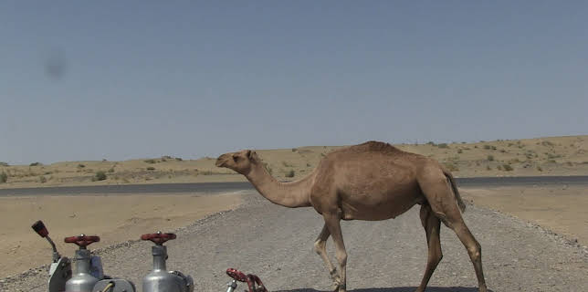 10:55: Team Bachstad | NRK 2 | 1/13 2026