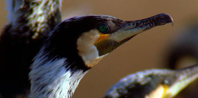 05:30: NaturNah | SWR Fernsehen RP | 2/18 2026