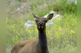 Yellowstone Journals: Summer