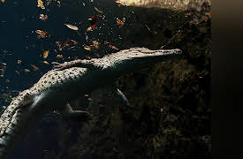 Hurricane: The Anatomy: Shaping the Wilderness