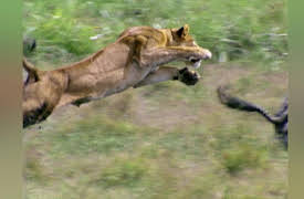 Nature's Deadliest: Season 1: Africia 1