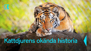 21:00: Kattdjurens okända historia | Kunskapskanalen | 5/30 2026