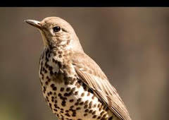 Zorzal: astuto y sagaz