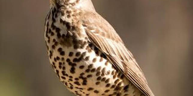 02:45: Zorzal: astuto y sagaz | Caza y Pesca | 12/14 2025