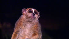 Elefant, Tiger & Co.