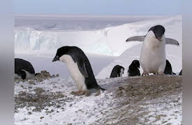 Frozen Planet Season 1: Spring, Part 1