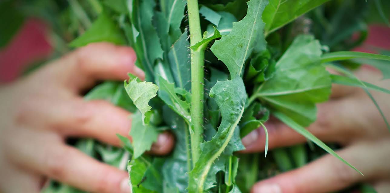 Common Weeds and Wild Edibles of the World (2015)