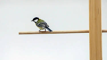 16:20: Die sozialen Netzwerke der Tiere (5/5) | Arte | 4/15 2026