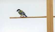 Die sozialen Netzwerke der Tiere (5/5)