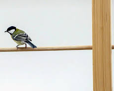 Die sozialen Netzwerke der Tiere (5/5)