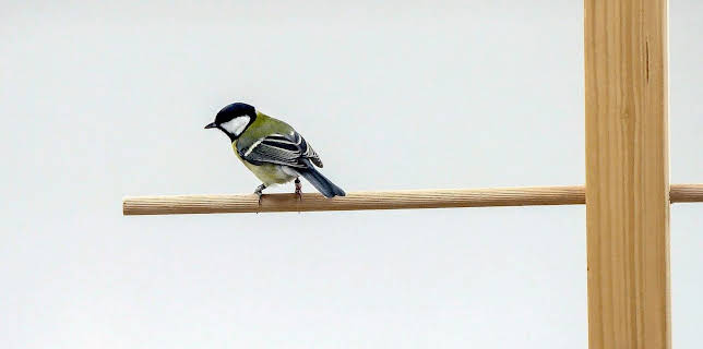 17:50: Die sozialen Netzwerke der Tiere (5/5) | Arte | 3/26 2026