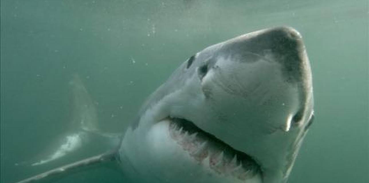 When Sharks Attack
