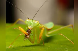 Why Insects Matter: Earth’s Most Essential Species: Insects as Predators