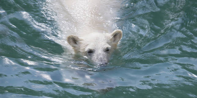 06:09: Babbledyr | TV 2 | 11/17 2025