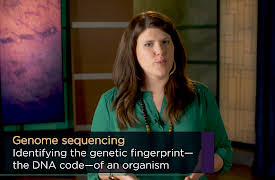 Early Humans: Ice, Stone, and Survival: Did the Neanderthals Really Go Extinct?
