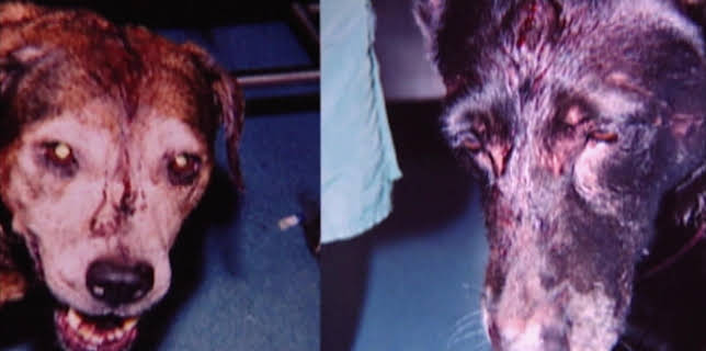 02:15: Medical Detectives - Geheimnisse der Gerichtsmedizin | VOX | 12/11 2025