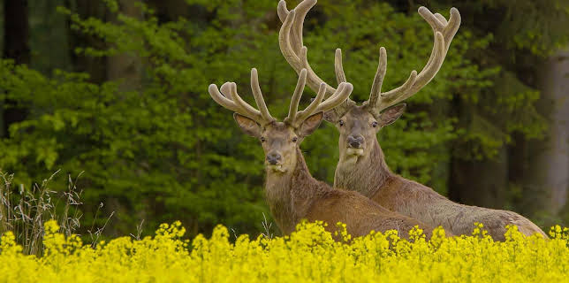 20:15: Expeditionen ins Tierreich | Radio Bremen | 2/4 2026