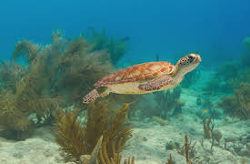 Våra hav: Stilla havet