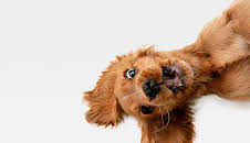 Funny Animals - Die Clipshow