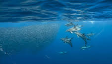 Magisches Mittelmeer