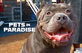Pets in Paradise TV: The Truth About Pit Bulls