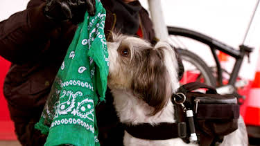 11:20: Miniagentene: Veddeløpshund bortført fra bensinstasjon | NRK Super | 3/31 2026