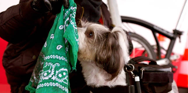 09:40: Miniagentene: Veddeløpshund bortført fra bensinstasjon | NRK Super | 11/21 2025