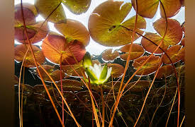 The Botanist's Eye: Identifying the Plants around You: What the Terms Monocot, Dicot, and Eudicot Tell You