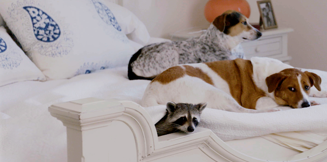 Usannsynlige dyrevenner