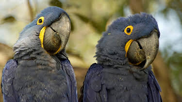 15:15: Expeditionen ins Tierreich | Radio Bremen | 3/29 2026