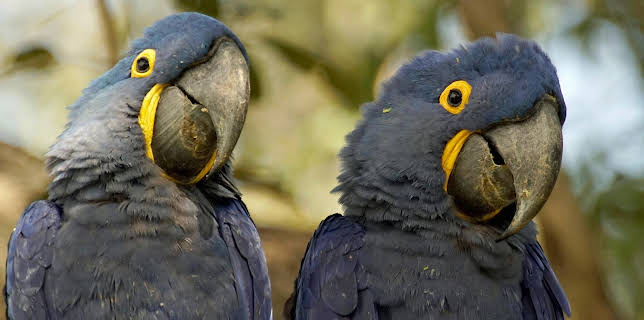 20:15: Expeditionen ins Tierreich | Radio Bremen | 3/25 2026