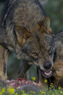 16:36: Alfa | La Otra | 4/6 2026