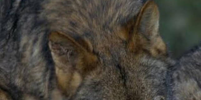 15:45: Alfa | La Otra | 2/25 2026