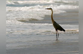 The Living Beach: Florida